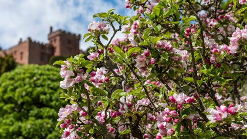 Branches full of delicate apple blossom in the foreground, in the background the red brick house of Powis Castle, Welshpool